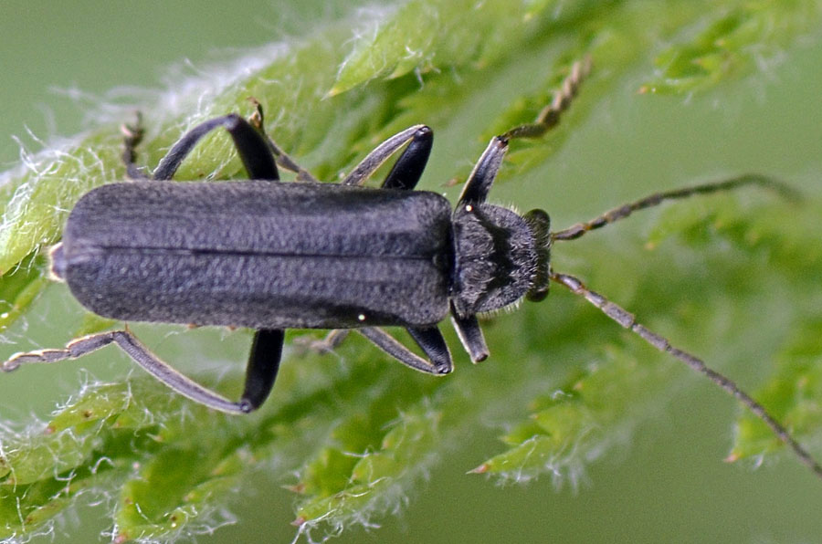 Cantharis di colore nero